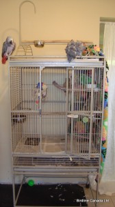 Pacco's new cage! Pacco's new cage!