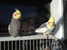 Chrissy and Pete Love each other!