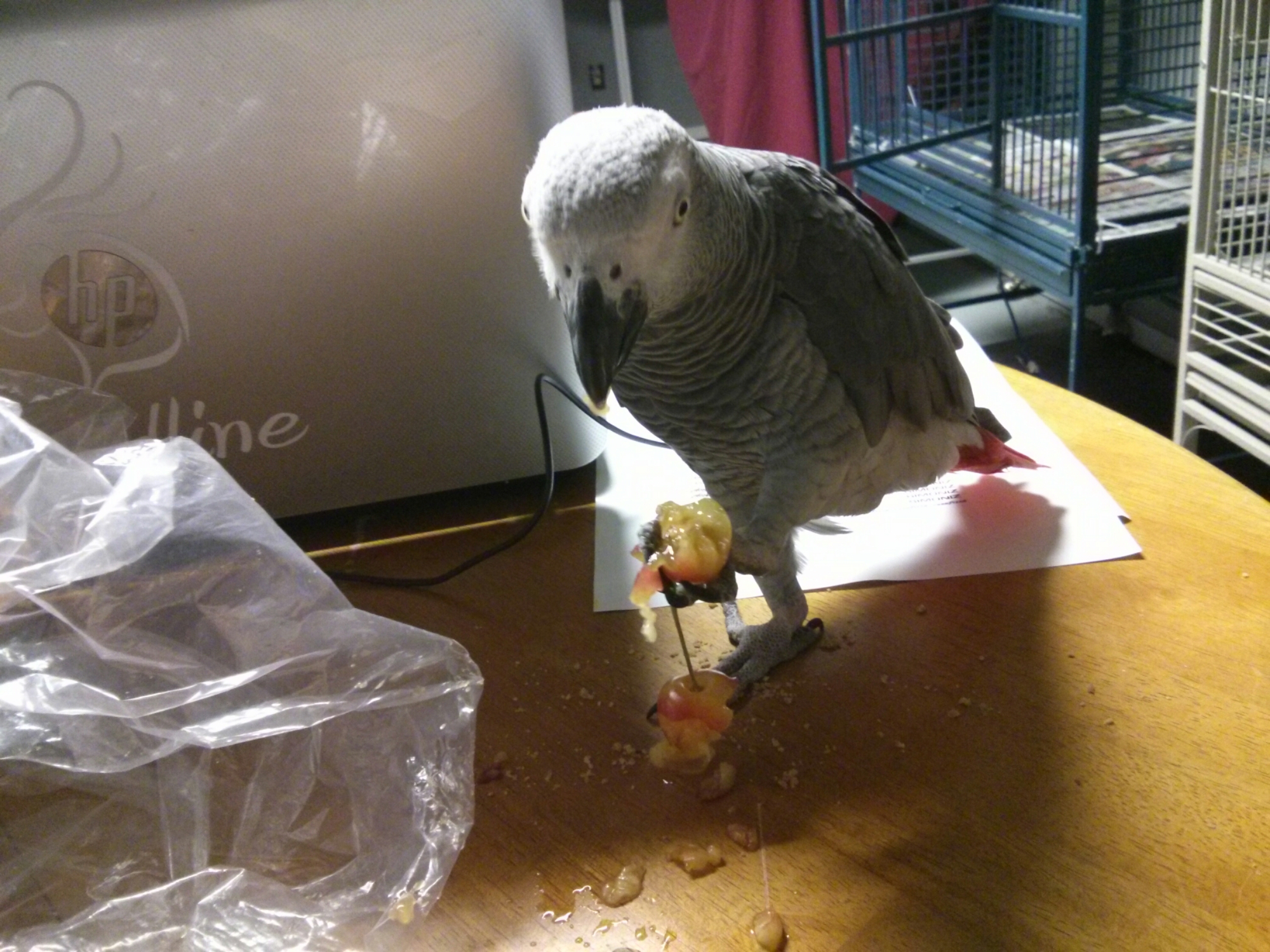 IMG_20140627_231746.jpg Bogey eating a cherry